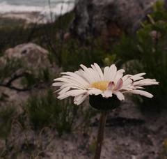 Gerbera wrightii