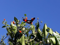 Heliconius erato phyllis