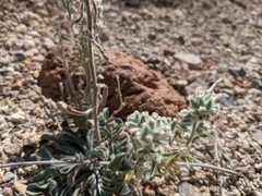 Oreocarya hoffmannii