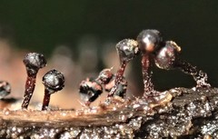 Trichia botrytis