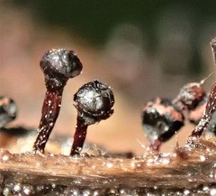 Trichia botrytis