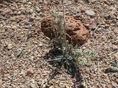 Oreocarya hoffmannii