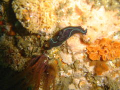Tambja capensis