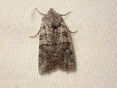 Litholomia napaea