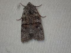 Litholomia napaea