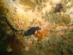 Tambja capensis