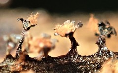 Trichia botrytis