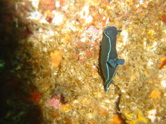 Tambja capensis