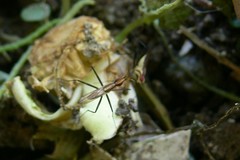 Telostylinus lineolatus