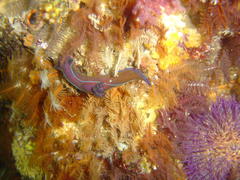 Tambja capensis