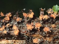 Trichia botrytis