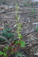 Muehlenbeckia rhyticarya