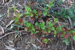 Muehlenbeckia rhyticarya