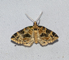Martania decorata
