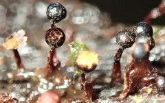 Trichia botrytis