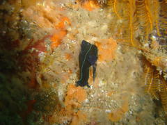 Tambja capensis