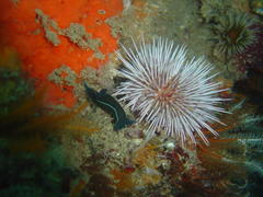 Tambja capensis