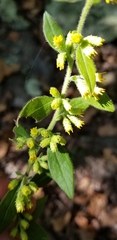 Solidago buckleyi