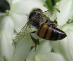 Apis mellifera scutellata