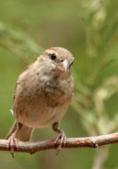 Passer domesticus indicus