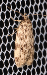 Barea nymphica