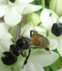 Apis mellifera scutellata