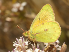 Colias lesbia