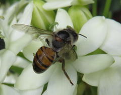 Apis mellifera scutellata