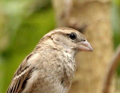 Passer domesticus indicus
