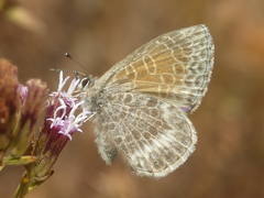 Leptotes callanga