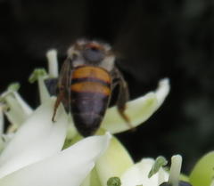 Apis mellifera scutellata