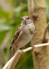 Passer domesticus indicus