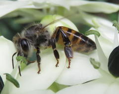 Apis mellifera scutellata