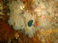 Tambja capensis