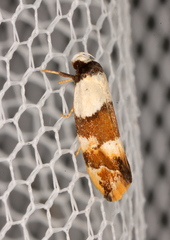 Euphiltra eroticella