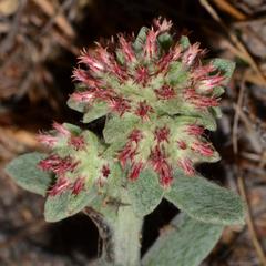 Helichrysum spiralepis