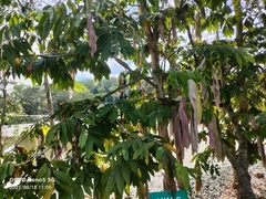 Saraca thaipingensis