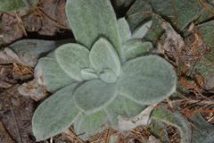 Helichrysum spiralepis