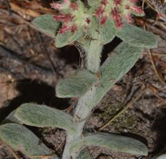 Helichrysum spiralepis