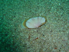 Tellinoidea