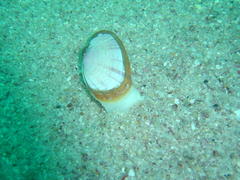 Tellinoidea