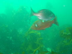 Chrysoblephus laticeps