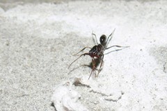 Odontomachus
