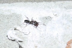 Odontomachus