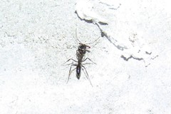 Odontomachus