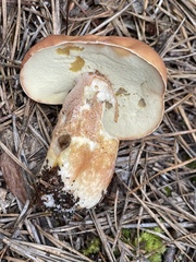 Boletus subcaerulescens