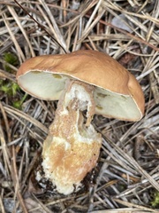 Boletus subcaerulescens
