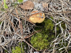 Boletus subcaerulescens