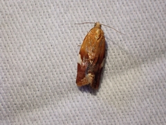 Clepsis persicana