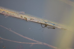 Enallagma doubledayi